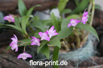 Dendrobium kingianum_4833.jpg